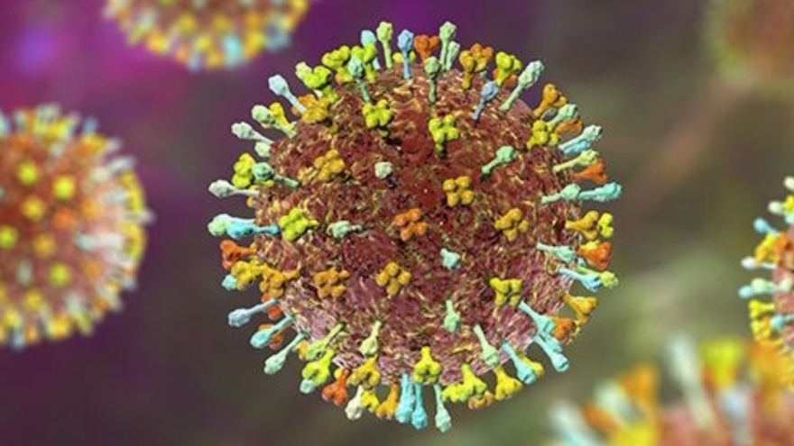 Health Ministry issues urgent notice over risk of Nipah virus